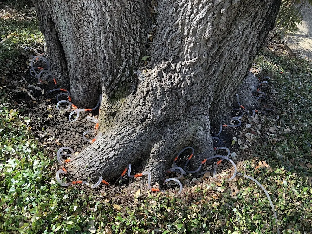 Detailed Tree Cabling and Bracing job site in Creston